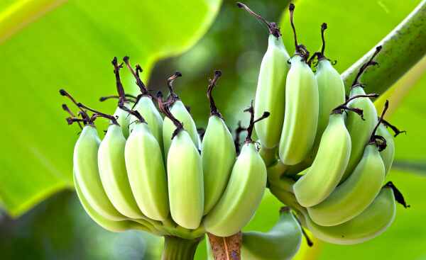 Banana nutrition info 